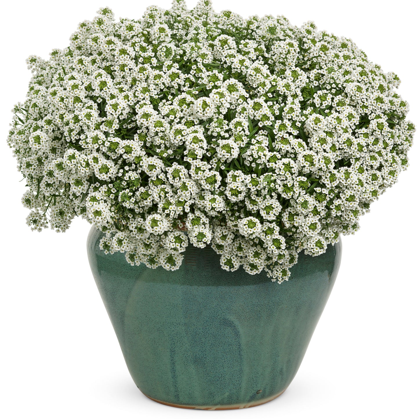 White Knight® Sweet Alyssum (Lobularia hybrid)