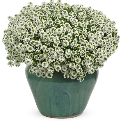 White Knight® Sweet Alyssum (Lobularia hybrid)