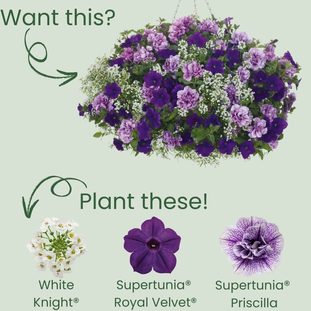 White Knight® Sweet Alyssum (Lobularia hybrid)