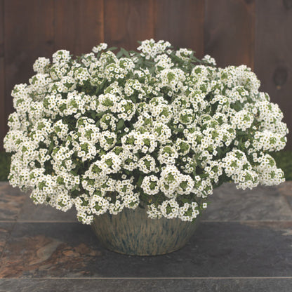 White Knight® Sweet Alyssum (Lobularia hybrid)