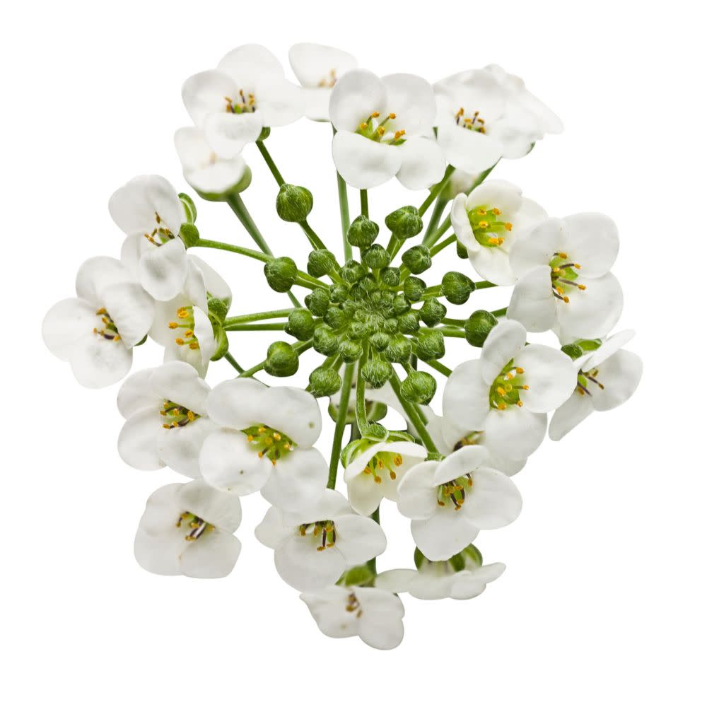 White Knight® Sweet Alyssum (Lobularia hybrid)