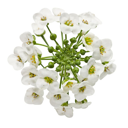 White Knight® Sweet Alyssum (Lobularia hybrid)
