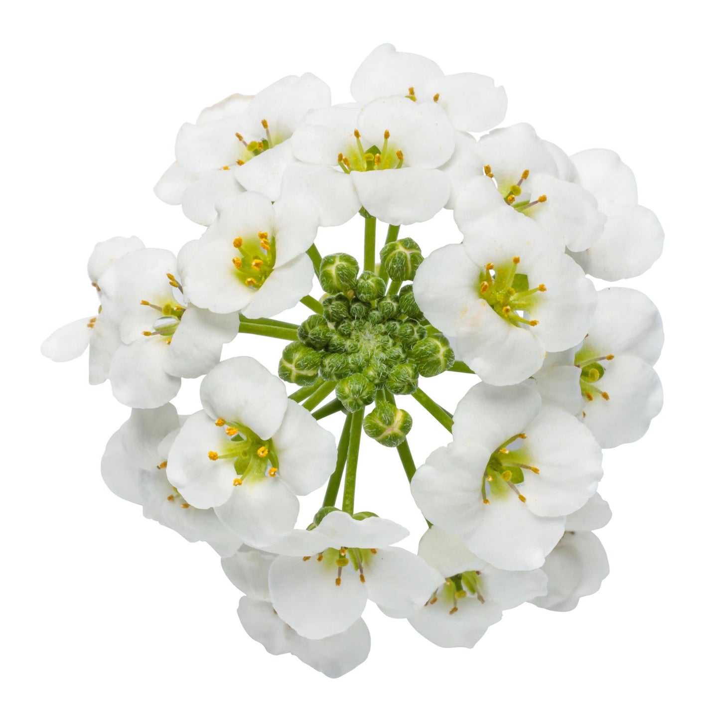 White Knight® Sweet Alyssum (Lobularia hybrid)
