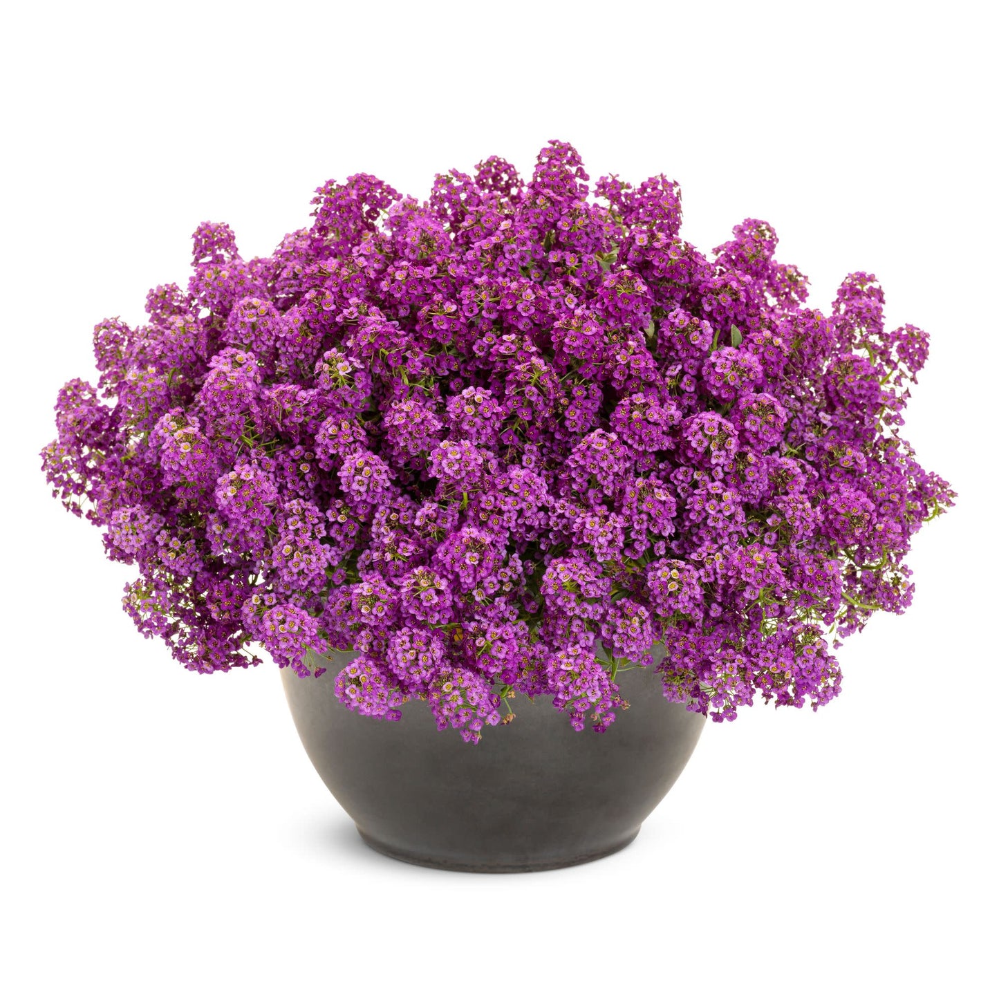 Violet Knight® Sweet Alyssum (Lobularia maritima)