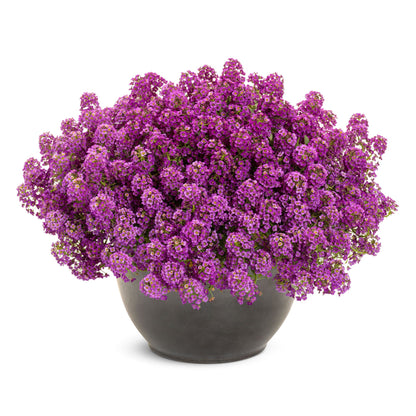 Violet Knight® Sweet Alyssum (Lobularia maritima)