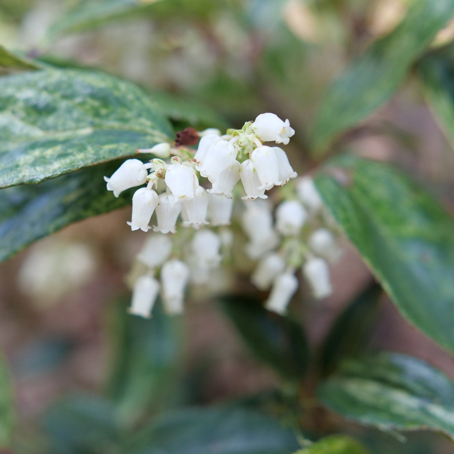 Paisley Pup® Doghobble (Leucothoe fontanesiana)