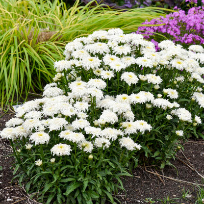 Amazing Daisies® 'Marshmallow' Shasta Daisy (Leucanthemum superbum)