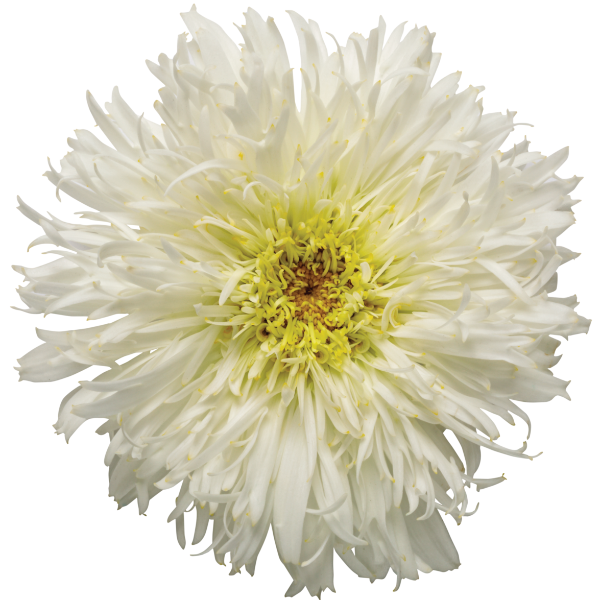 Amazing Daisies 'Marshmallow' Shasta Daisy in macro.