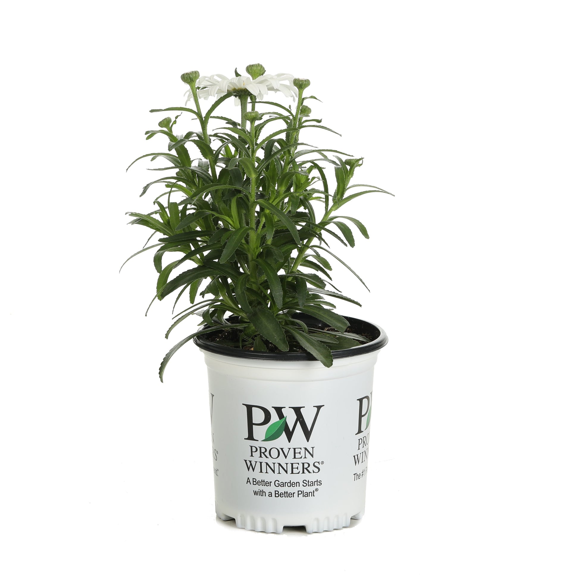 Amazing Daisies 'Spun Silk' Shasta Daisy in container.