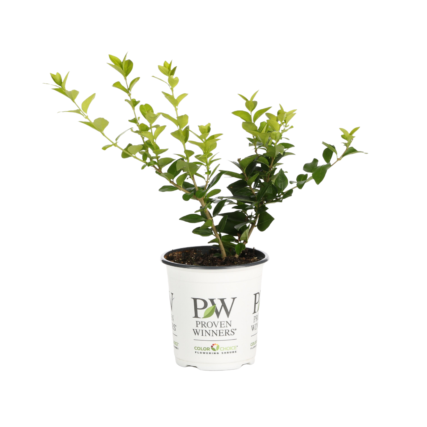 Golden Ticket® Privet (Ligustrum x vicaryi)