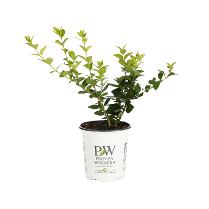 Golden Ticket® Privet (Ligustrum x vicaryi)