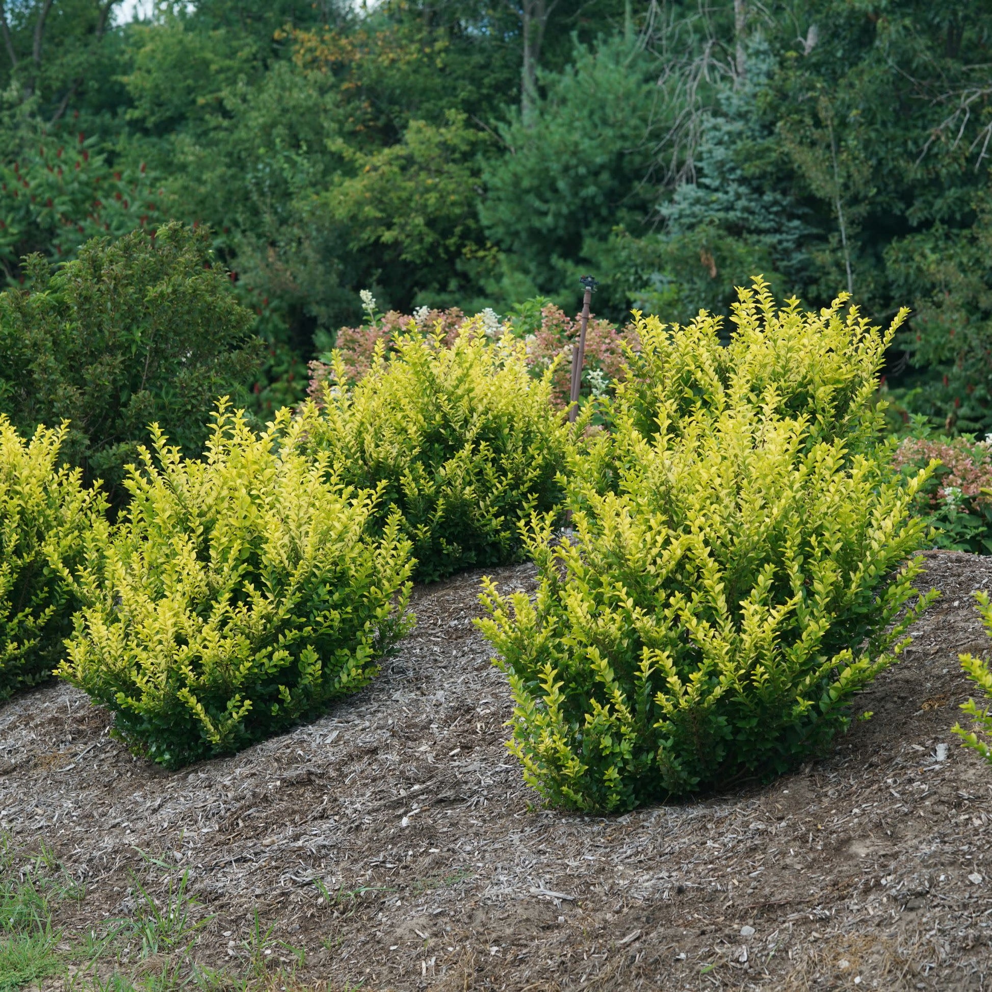 Privet | Golden Ticket®