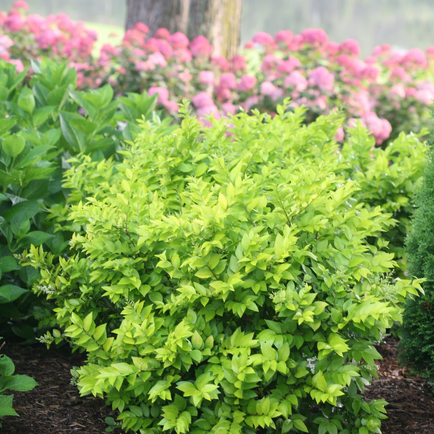Golden Ticket® Privet (Ligustrum x vicaryi)