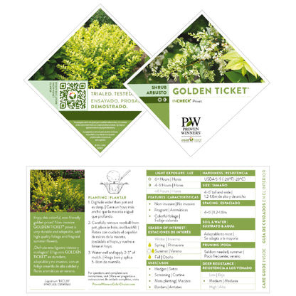 Golden Ticket® Privet (Ligustrum x vicaryi)