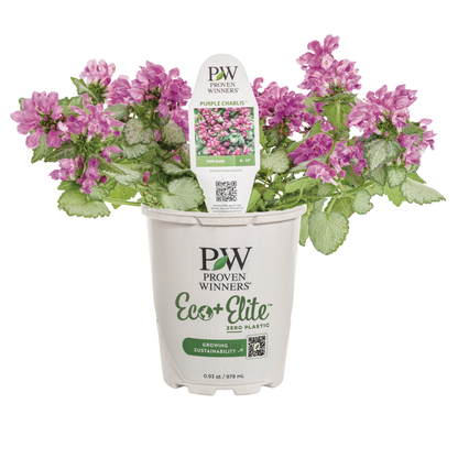 Proven Selections® Purple Chablis™ Dead Nettle (Lamium maculatum)