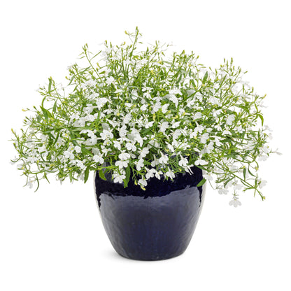 Laguna® Cloud White™ Lobelia (erinus)