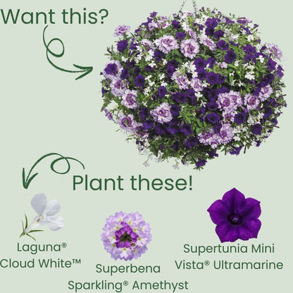 Laguna® Cloud White™ Lobelia (erinus)