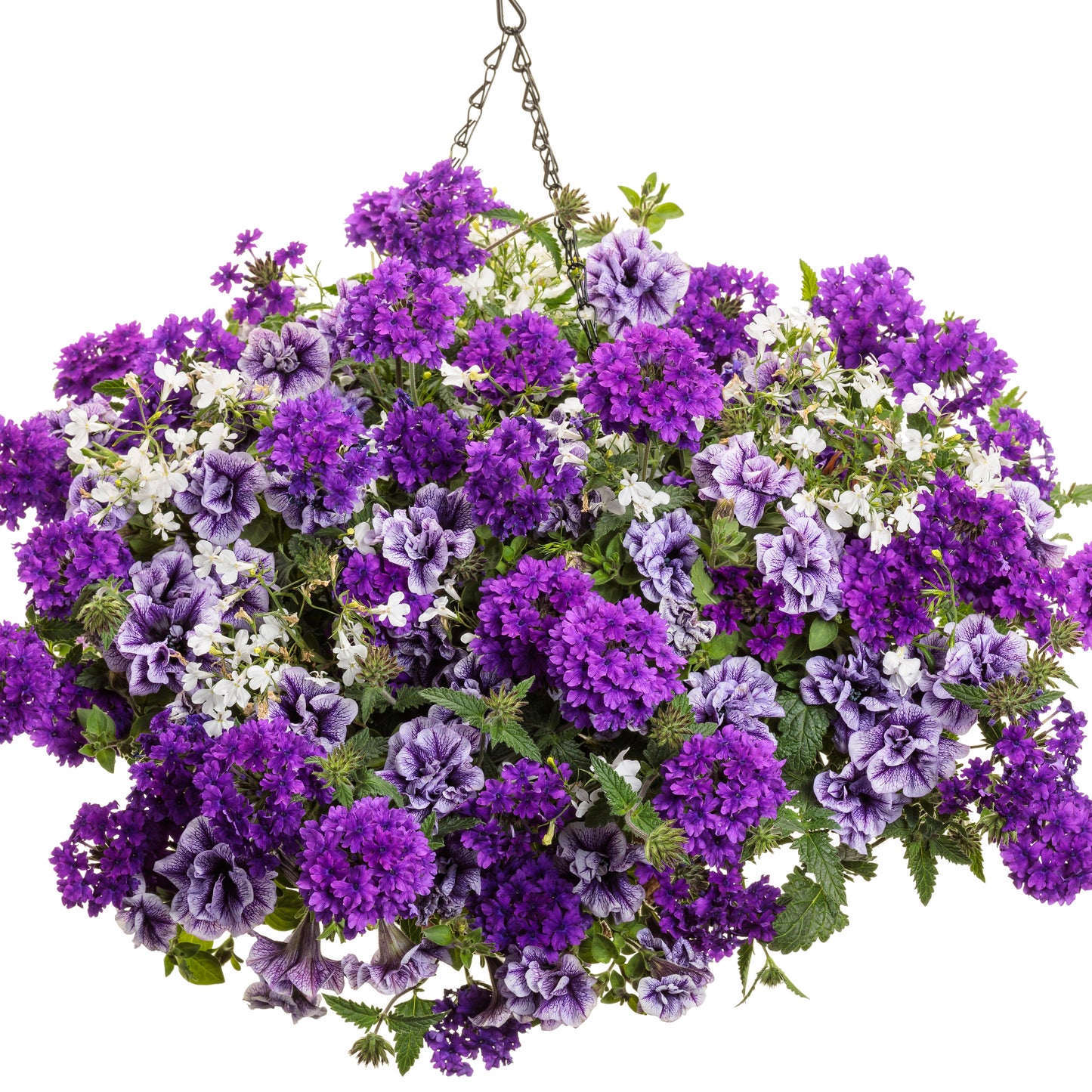 Laguna® Cloud White™ Lobelia (erinus)
