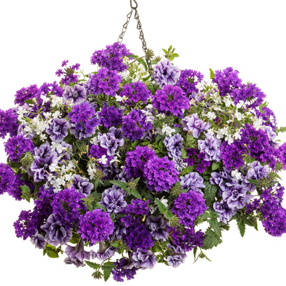Laguna® Cloud White™ Lobelia (erinus)