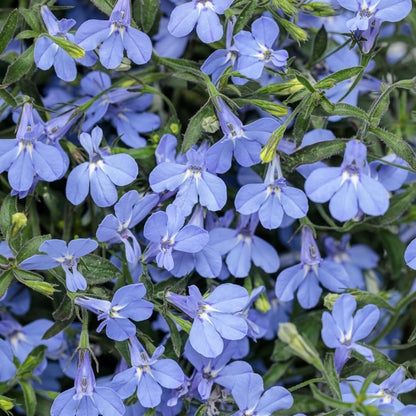 Laguna® Sky Blue Lobelia (Lobelia erinus)
