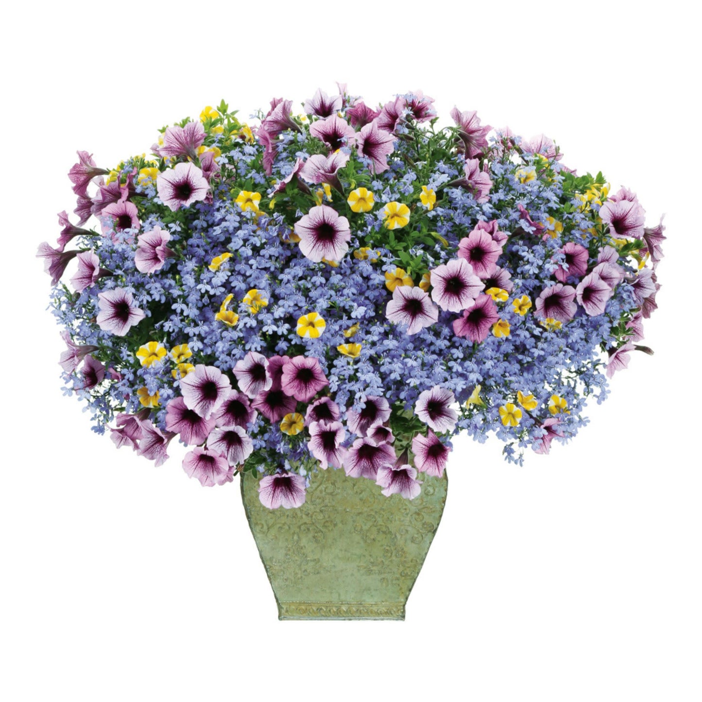 Laguna® Sky Blue Lobelia (Lobelia erinus)