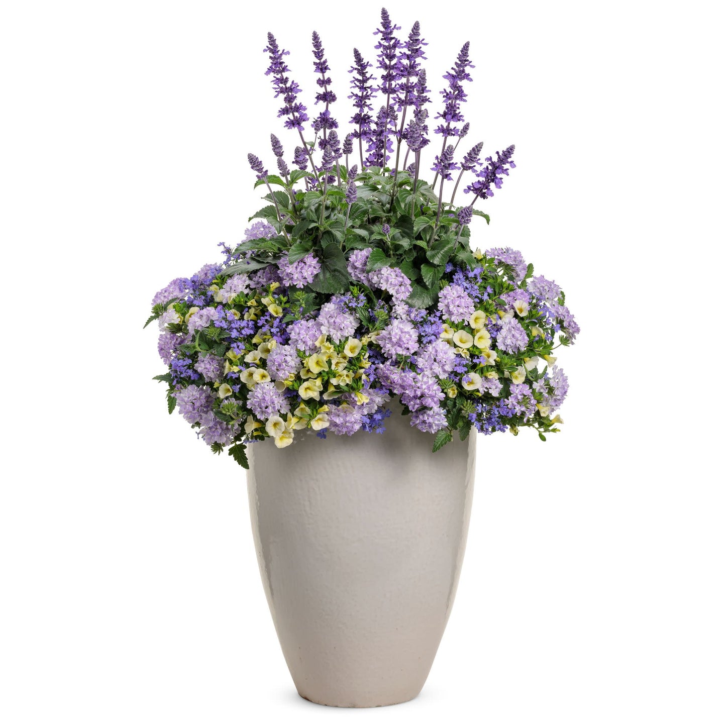 Laguna® Sky Blue Lobelia (Lobelia erinus)