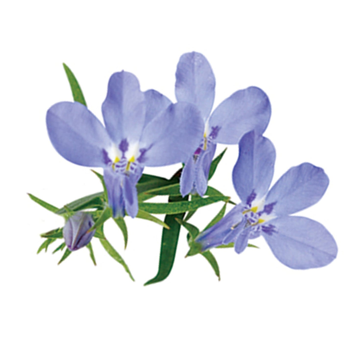 Laguna® Sky Blue Lobelia (Lobelia erinus)
