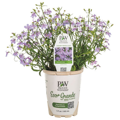 Laguna® Royale Lilac Lobelia (erinus) | Proven Winners® New Variety 2026