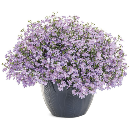 Laguna® Royale Lilac Lobelia (erinus) | Proven Winners® New Variety 2026