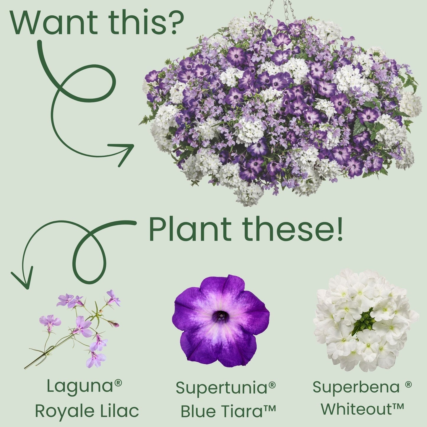 Laguna® Royale Lilac Lobelia (erinus) | Proven Winners® New Variety 2026