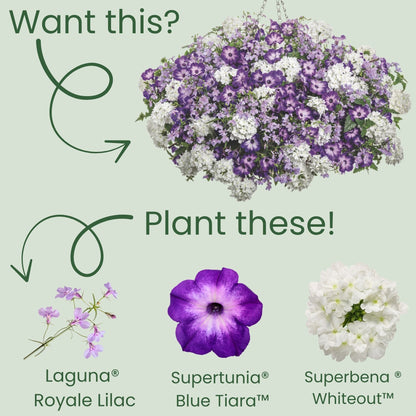 Laguna® Royale Lilac Lobelia (erinus) | Proven Winners® New Variety 2026