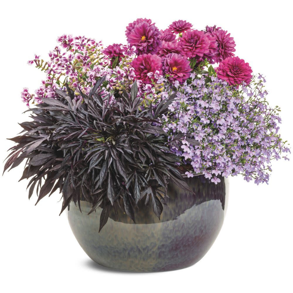 Laguna® Royale Lilac Lobelia (erinus) | Proven Winners® New Variety 2026