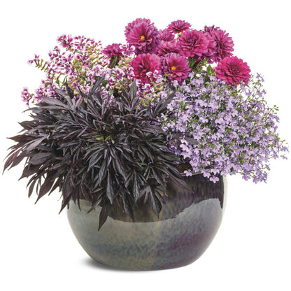 Laguna® Royale Lilac Lobelia (erinus) | Proven Winners® New Variety 2026
