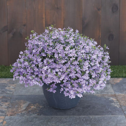 Laguna® Royale Lilac Lobelia (erinus) | Proven Winners® New Variety 2026