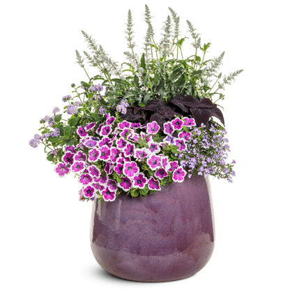 Laguna® Royale Lilac Lobelia (erinus) | Proven Winners® New Variety 2026