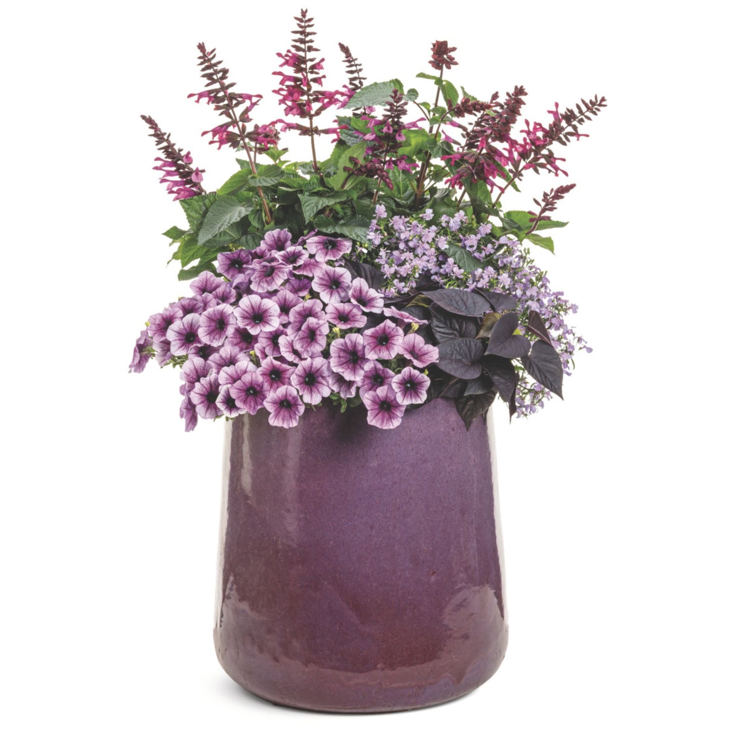 Laguna® Royale Lilac Lobelia (erinus) | Proven Winners® New Variety 2026