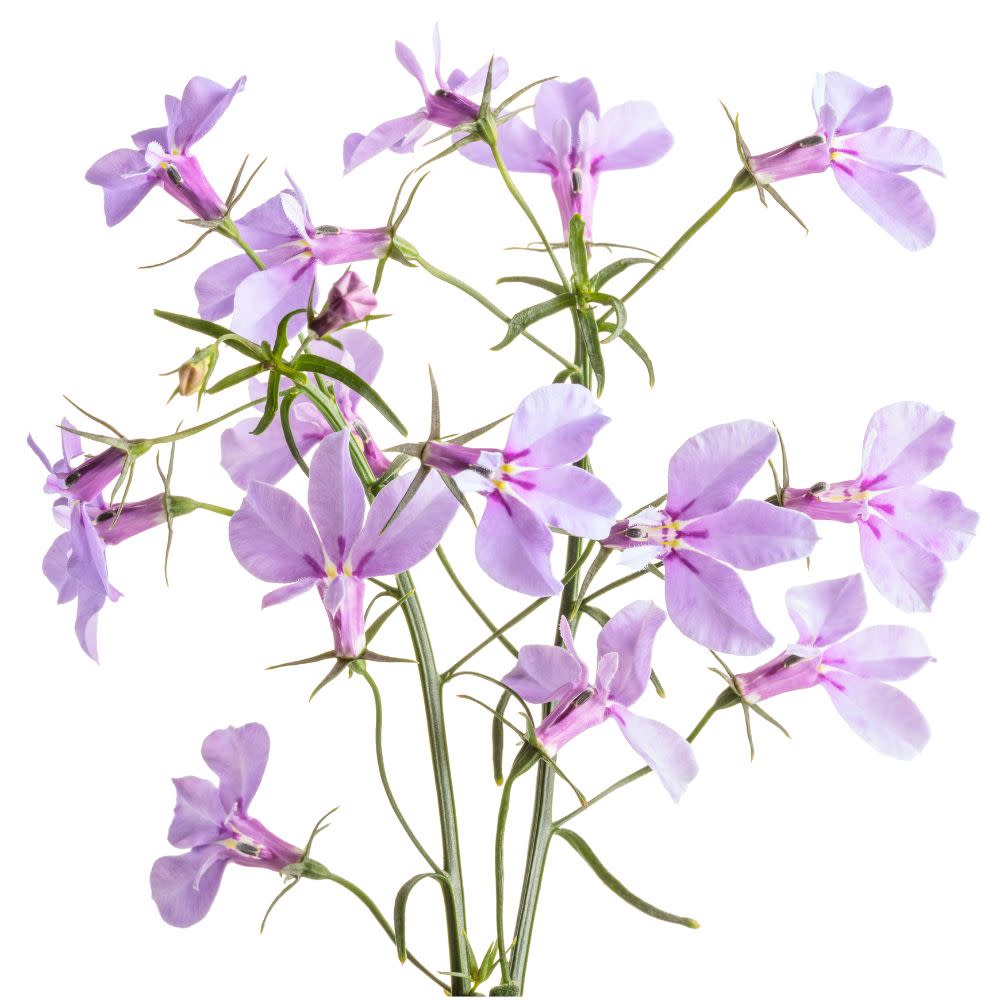 Laguna® Royale Lilac Lobelia (erinus) | Proven Winners® New Variety 2026
