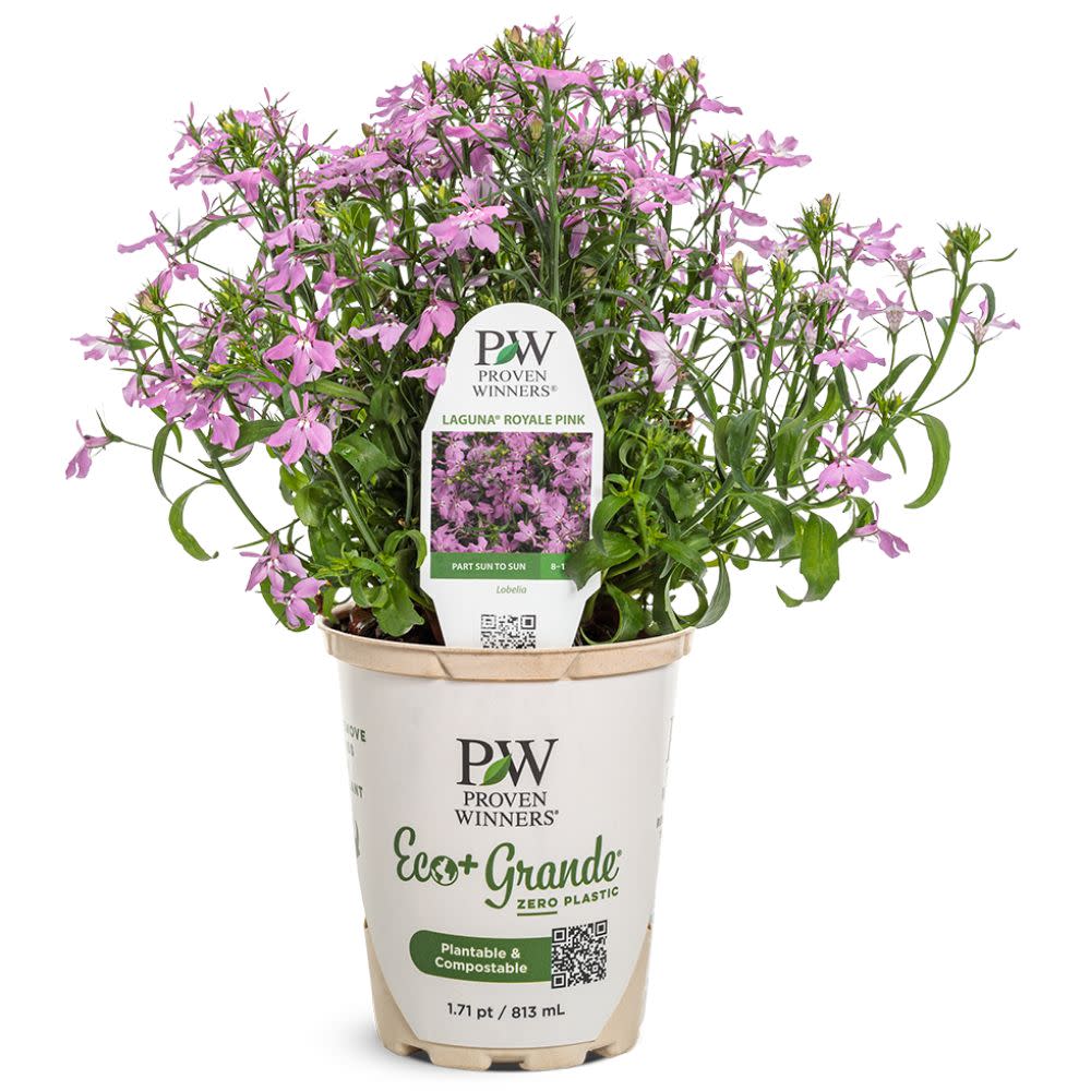 Laguna® Royale Pink Lobelia (erinus) | Proven Winners® New Variety 2026