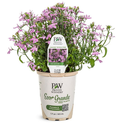 Laguna® Royale Pink Lobelia (erinus) | Proven Winners® New Variety 2026