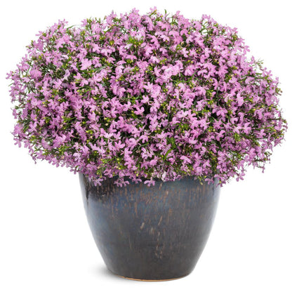 Laguna® Royale Pink Lobelia (erinus) | Proven Winners® New Variety 2026