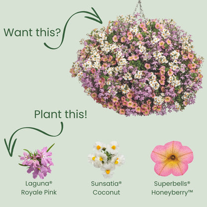 Laguna® Royale Pink Lobelia (erinus) | Proven Winners® New Variety 2026