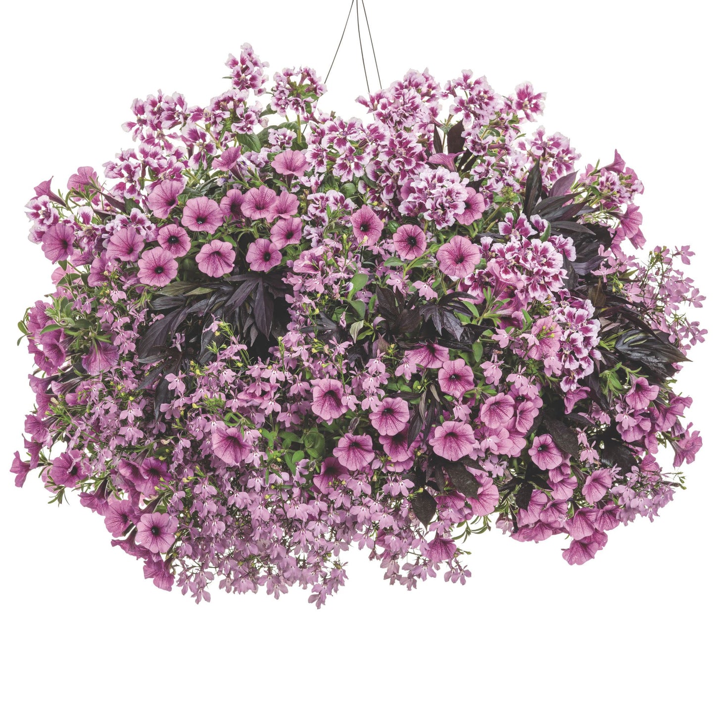Laguna® Royale Pink Lobelia (erinus) | Proven Winners® New Variety 2026