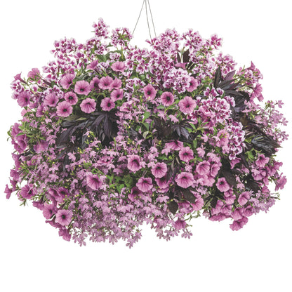 Laguna® Royale Pink Lobelia (erinus) | Proven Winners® New Variety 2026