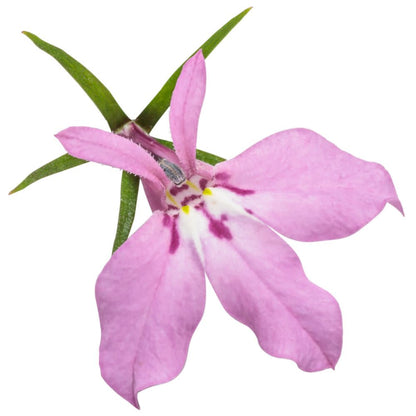 Laguna® Royale Pink Lobelia (erinus) | Proven Winners® New Variety 2026