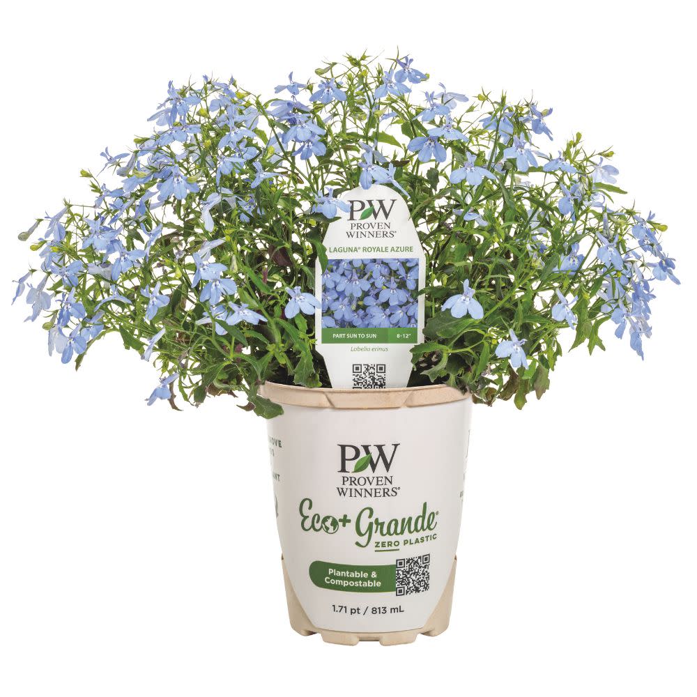 Laguna® Royale Azure Lobelia (erinus) | Proven Winners® New Variety 2026