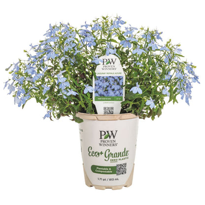 Laguna® Royale Azure Lobelia (erinus) | Proven Winners® New Variety 2026