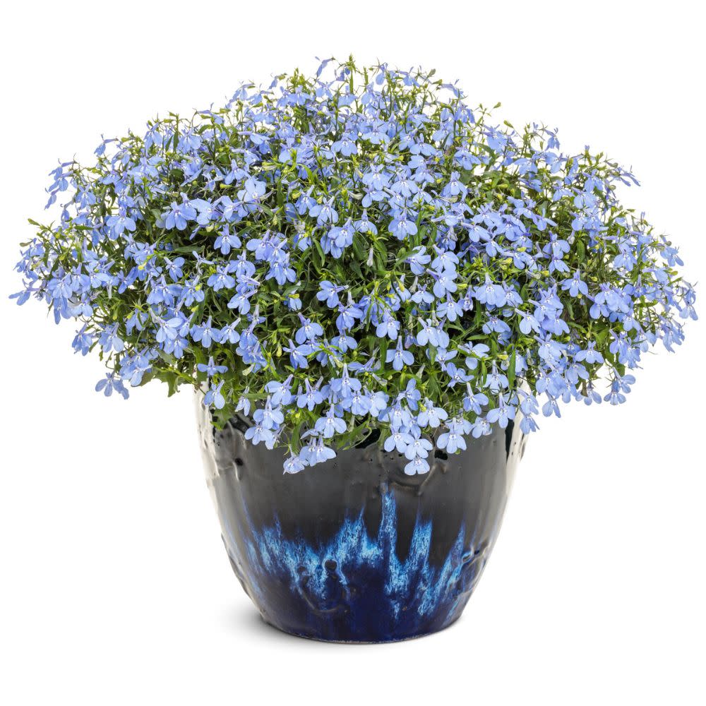 Laguna® Royale Azure Lobelia (erinus) | Proven Winners® New Variety 2026