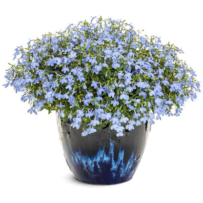 Laguna® Royale Azure Lobelia (erinus) | Proven Winners® New Variety 2026