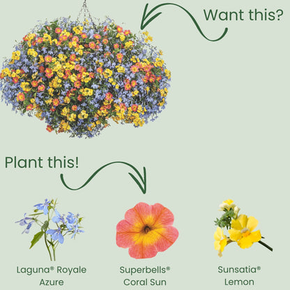 Laguna® Royale Azure Lobelia (erinus) | Proven Winners® New Variety 2026