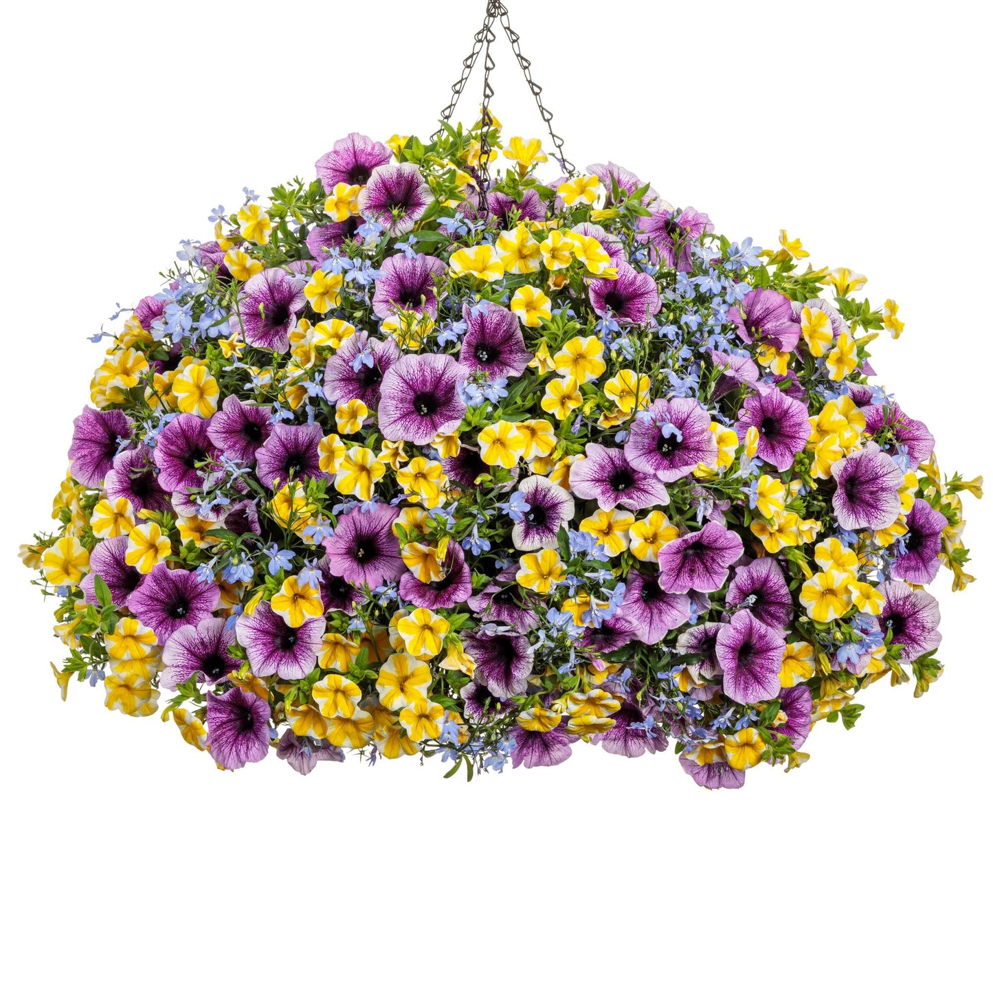 Laguna® Royale Azure Lobelia (erinus) | Proven Winners® New Variety 2026